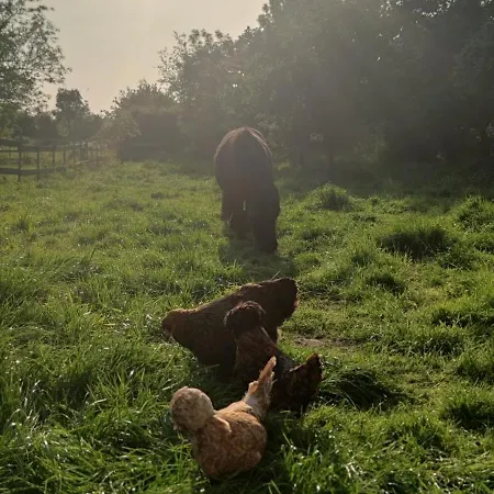 Coeur De Ferme En Pevele